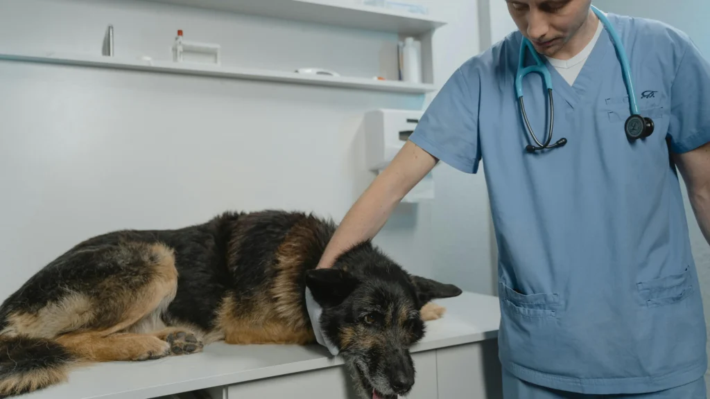 SCHEDULE OF PET CARE