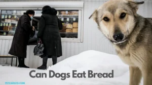 Read more about the article Can Dogs Eat Bread? The Shocking Truth Revealed