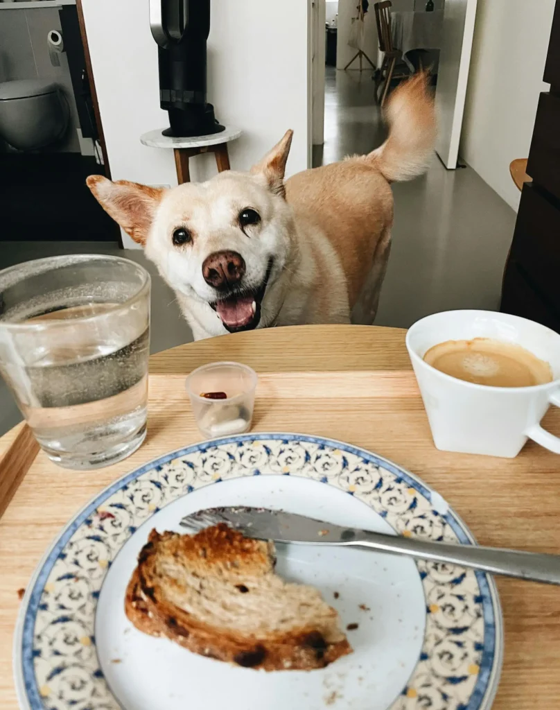 Can Dogs Eat Bread Crust