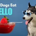 Can Dogs Eat Jello? A Pet Owner’s Quick Guide