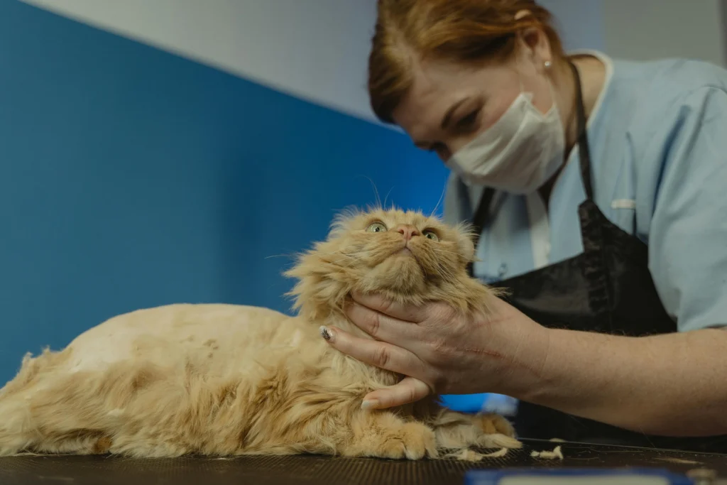URGENT CARE
PET