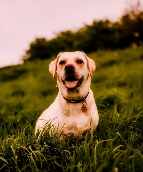 petcarezo