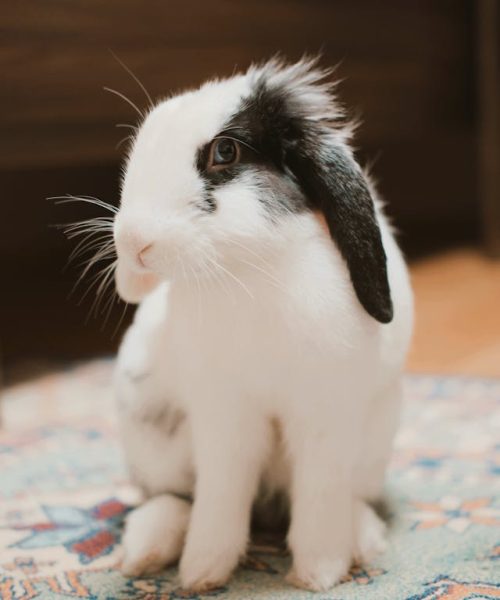 rabbit care